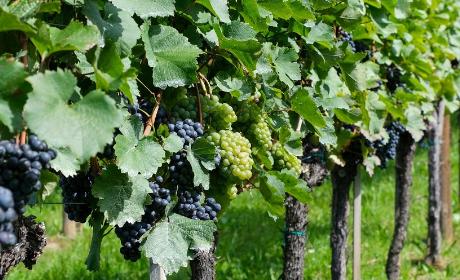 Natječaj za podnošenje zahtjeva za potporu iz sektora vina unutar Strateškog plana zajedničke poljoprivredne politike Republike Hrvatske 2023. - 2027. za intervenciju „58.1.a.01. – RESTRVINEY(58(1)(a)) – Restrukturiranje i konverzija vinograda“